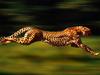 High Velocity, Cheetah