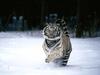 In a Hurry, White Tiger