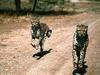 In Pursuit, Cheetahs