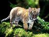 Indochinese Tiger Cub