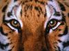 Intense - Tiger eyes