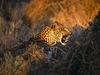 Intimidating Leopard Fangs, Maun, Botswana