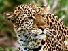 Leopard Close-up