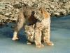 Lynxes on Frozen Stream