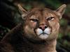 Mountain Lion, Arizona