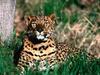 Pause, Leopard