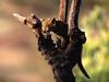 Perched, African Leopard