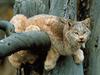 Relaxing Lynx, Wyoming