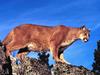 Skylined, Cougar