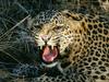 Snarl, Spotted Leopard
