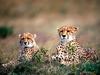 Spotting Trouble, Cheetahs