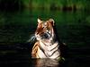 Taking a Dip, Bengal Tiger