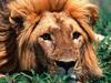 The Lonesome Lion