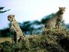 The Lookouts, Cheetahs