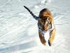 The Siege, Siberian Tiger