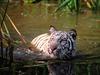 The Swimming Hole, White Tiger