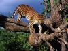 Tree Climber, Amur Leopard