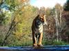 Turning Point, Tiger