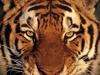 Who's Watching Who, Tiger eyes