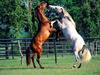 Andalusian Horses