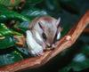 Southern Flying Squirrel