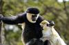 black-and-white colobus with young vervet monkey