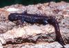 Blue-spotted Salamander (Ambystoma laterale)0002