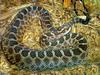 Eastern Massasauga (Sistrurus catenatus catenatus)