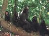 Celebes Crested Macaque (Macaca nigra)