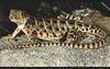 Long-nosed Leopard Lizard (Gambelia wislizenii)