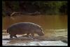 [IMAX - Africa] River Hippo (Hippopotamus amphibius)