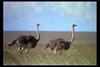 [IMAX - Africa] Ostriches (Struthio camelus)