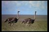 [IMAX - Africa] Ostriches (Struthio camelus)