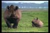 [IMAX - Africa] Black Rhinoceros (Diceros bicornis)