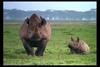 [IMAX - Africa] Black Rhinoceros (Diceros bicornis)