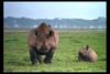 [IMAX - Africa] Black Rhinoceros (Diceros bicornis)