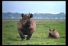 [IMAX - Africa] Black Rhinoceros (Diceros bicornis)