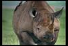 [IMAX - Africa] Black Rhinoceros (Diceros bicornis)