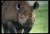 [IMAX - Africa] Black Rhinoceros (Diceros bicornis)