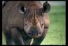 [IMAX - Africa] Black Rhinoceros (Diceros bicornis)