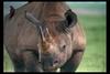 [IMAX - Africa] Black Rhinoceros (Diceros bicornis)
