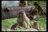[IMAX - Africa] Olive Baboons (Papio anubis)
