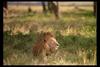 [IMAX - Africa] African Lion (Panthera leo) male