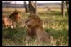 [IMAX - Africa] African Lion (Panthera leo) male