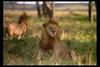 [IMAX - Africa] African Lion (Panthera leo) male