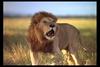[IMAX - Africa] African Lion (Panthera leo) male