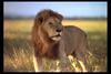 [IMAX - Africa] African Lion (Panthera leo) male