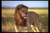 [IMAX - Africa] African Lion (Panthera leo) male