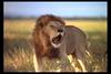 [IMAX - Africa] African Lion (Panthera leo) male