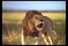 [IMAX - Africa] African Lion (Panthera leo) male